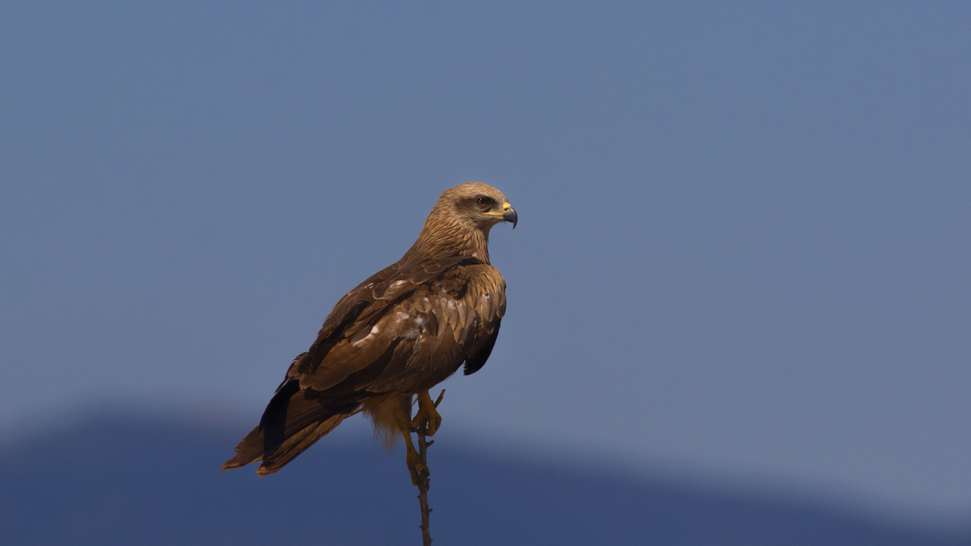 Black Kite